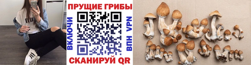 Псилоцибиновые грибы MAGIC MUSHROOMS  ссылка на мегу вход  Мурино 